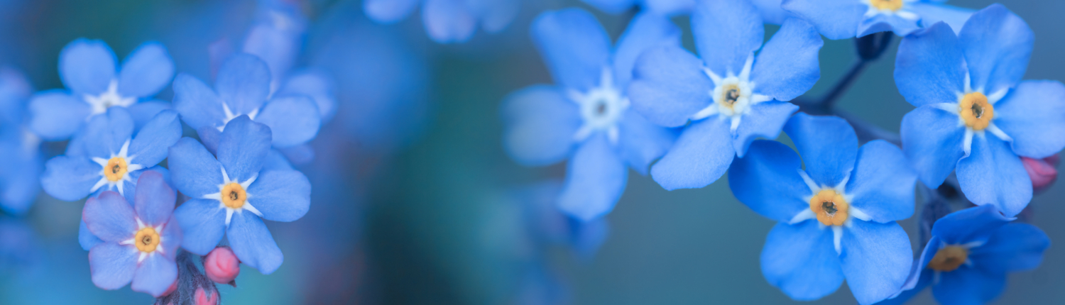 Testimonials - Picture of Forget-me-knot flowers